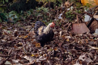 A hen looking for food in leaves and grass - the rooster feeds on worms and insects from the ground