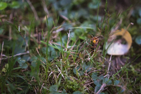 草の間に座っている黄色のスズメバチ 植物にぶら下がっている ヴェスパ クラブロ ゼッゼン 大きな昆虫 — ストック写真