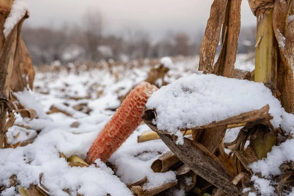 Corn cobs in a field with snow.