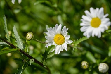 Bahçede papatya çiçeği