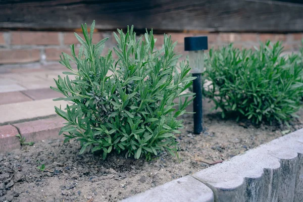 stock image Lavender seedlings on a flowerbed - in the background a wooden house and a concrete curb