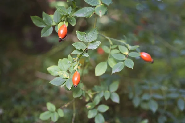 Kırmızı ve pembe gül kalçalar. Kırık yapraklı gül kalçalar.