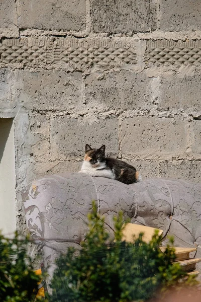The cat is lying on the bed, against the background of the old brick wall from the outside