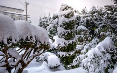 Snowy thujas - large patches and piles of snow on coniferous shrubs