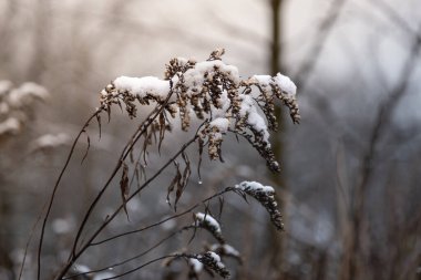 Dry grass in the snow on a sunny background - flowers of the plant with snow.