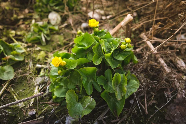 Baharda kuru çimenlerde çiçek açan kadife çiçekleri (Calta palustris)