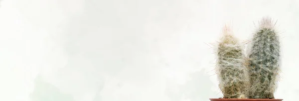 Pastel yeşil arka planda kıllı kaktüs, yaratıcı konsept afiş alanı. Yaşlı bir adamın başı, Cephalocereus bunakların beyazı.