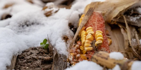 Кукуруза Поле Среди Первого Снега — стоковое фото