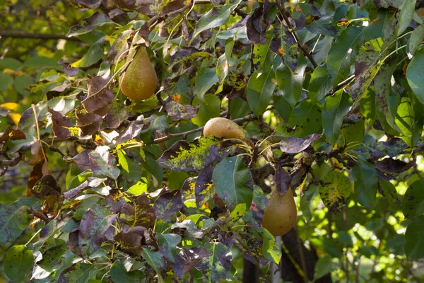 Saftige Und Reife Birnen Unter Den Blättern Des Baumes Versteckt — Stockfoto