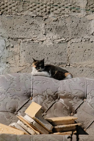 The cat is lying on the bed, against the background of the old brick wall from the outside
