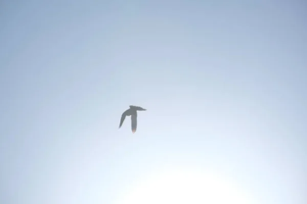A flying dove of the holy spirit, lit by the sun in the blue sky, the outline of the glow blurred in the sun