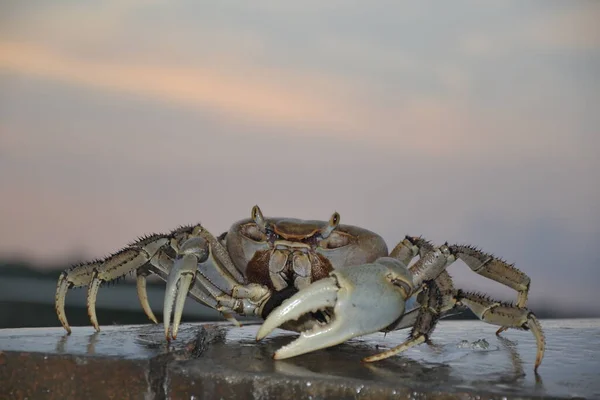 Slightly bluish mangrove crab at sunrise (Bay of Pigs Beach, Cuba)