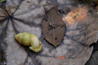 Snail shell on a stone, near a leaf in the rainforest