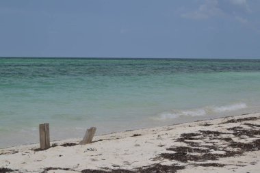 driftwood on the the white sand beach with turquoise blue sea