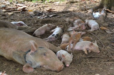 Bir domuzun siestası ve onun domuzcukları ahşap bir barınağın altında