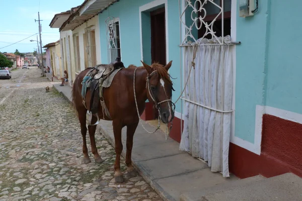 At, Trinidad sokaklarında ezilmeden mühürlendi.