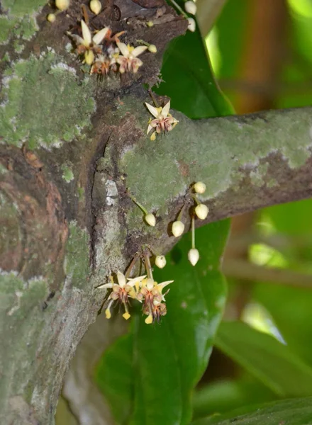 Μικρά Κίτρινα Λουλούδια Που Φυτρώνουν Στον Κορμό Του Δέντρου Κακάο — Φωτογραφία Αρχείου