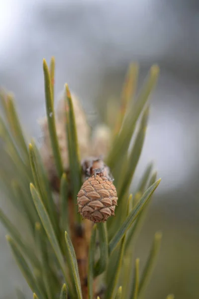 Jausier February 2015 Small Pinecone — Stock Photo, Image