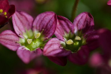 Sarı puantiyeli küçük mor çiçekler