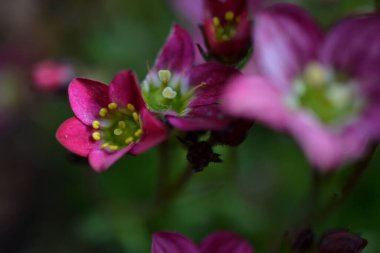 Sarı puantiyeli küçük mor çiçekler