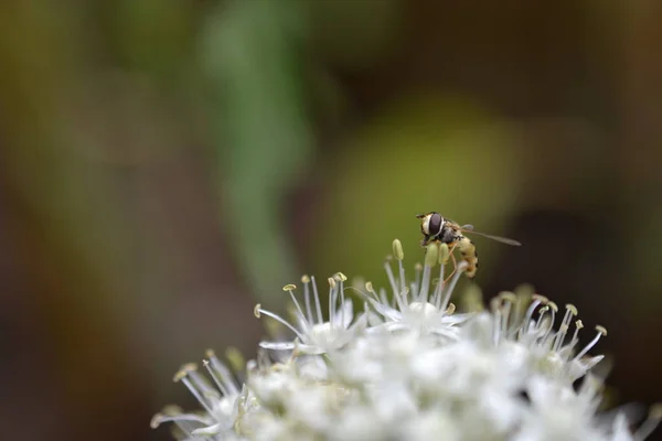 Stock image close up of a hoverfly on white flowers