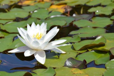 Madrid 'deki Parc de l' Ouest gölünde beyaz nilüfer çiçeği