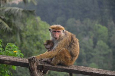 anne toque macaque ya da taçlandırılmış macaque ve bebeği