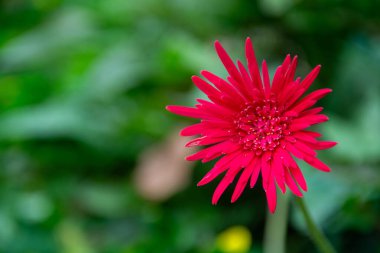 güzel bir kırmızı çiçek