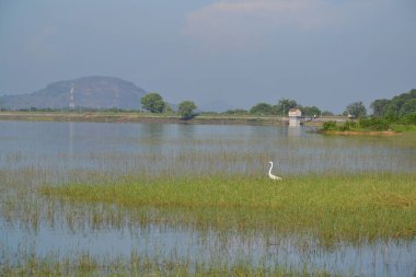 Matale, Sri Lanka pirinç tarlaları