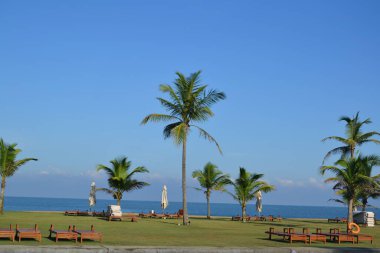 Trincomalea 'da bir plajın kenarındaki birkaç palmiye ağacı, beyaz şemsiye, Sri Lanka' da