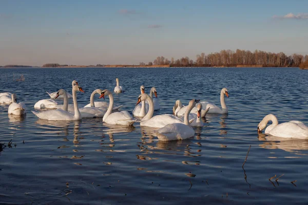 Λευκοί Κύκνοι Συρρέουν Κολυμπώντας Στον Ποταμό Dnipro Ουκρανία Κύκνοι Διαχείμασης — Φωτογραφία Αρχείου