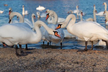 Ukrayna 'nın Dinyeper nehrinin kıyısında mısır ve tahıl yiyen bir kuğu sürüsü. Kış kuğuları