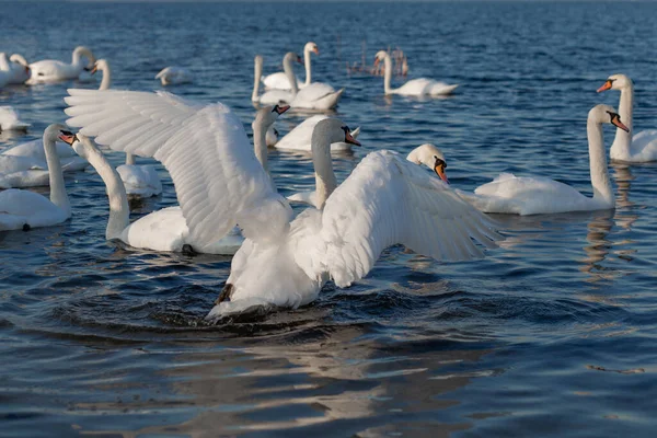 Λευκοί Κύκνοι Συρρέουν Κολυμπώντας Στον Ποταμό Dnipro Ουκρανία Κύκνοι Διαχείμασης — Φωτογραφία Αρχείου
