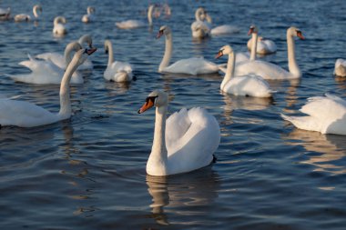 Beyaz kuğular Ukrayna 'nın Dnipro nehrinde yüzerler. Kış kuğuları