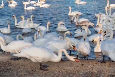 Ukrayna 'nın Dinyeper nehrinin kıyısında mısır ve tahıl yiyen bir kuğu sürüsü. Kış kuğuları