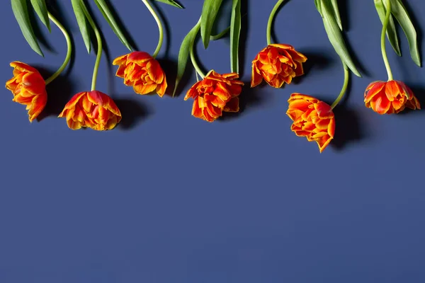 Túlipas Vermelhas Laranja Folhas Verdes Isoladas Fundo Azul Composição Flores — Fotografia de Stock