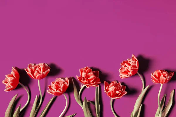 Rode Tulpen Geïsoleerd Roze Achtergrond Heldere Bloemen Compositie Wenskaart Kopieer — Stockfoto