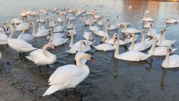 白白鳥の群れは ウクライナのドニプロ川で泳いでいます 冬の白鳥 — ストック動画