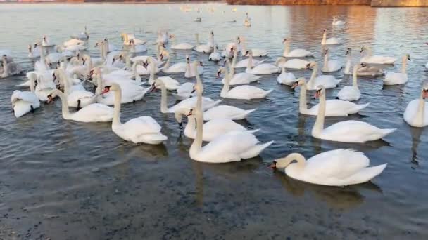 Bílé Labutě Plave Řece Dnipro Ukrajině Zimní Labutě — Stock video