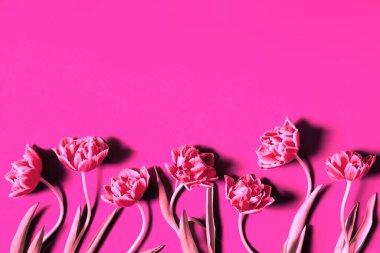 Kırmızı laleler pembe arka planda izole edilmiş. Parlak çiçek kompozisyonu. Tebrik kartı. Metin, üst görünüm, düz uzanma için boşluk kopyala