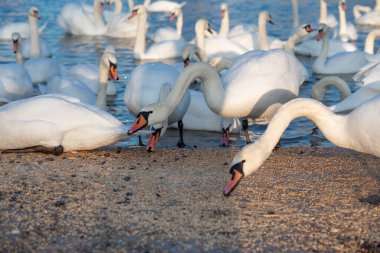 Ukrayna 'nın Dinyeper nehrinin kıyısında mısır ve tahıl yiyen bir kuğu sürüsü. Kış kuğuları