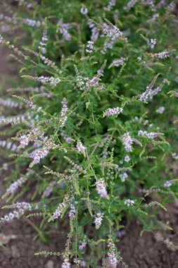 Bahçesinde küçük yeşil yaprakları olan çilek aromalı taze organik nane ve açık havada mor çiçekler. Mentha spicata Almira.