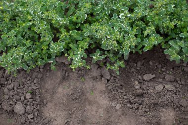 Bahçesinde çeşitli yeşil ve beyaz yaprakları olan ananas nanesi çalısı, açık havada aromatik taze organik nane. Mentha suaveolens Variegata.