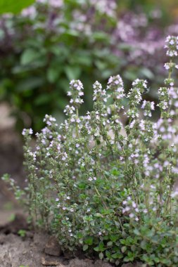 Çiçekli mis kokulu kekik, Thymus serpillum, yazın bahçede çiçek açar..