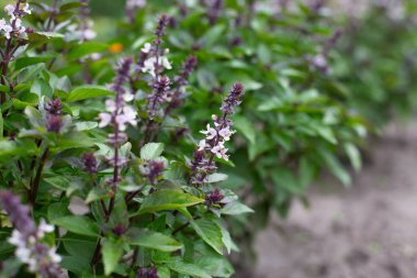 Çiçekli yeşil fesleğen. Bahçede fesleğen çiçekleri var. Taze baharatlar yetişiyor. Aromatik bitkiler. Ocimum bazilika Sihirli Mavi.
