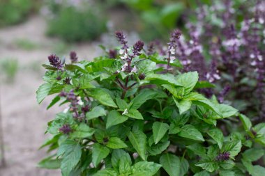 Çiçekli yeşil ve menekşe fesleğenleri. Bahçede fesleğen çiçekleri var. Taze baharatlar yetişiyor. Aromatik bitkiler. Ocimum bazilika Sihirli Mavi.