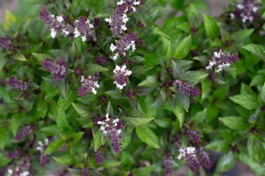 Çiçekli yeşil fesleğen. Bahçede fesleğen çiçekleri var. Taze baharatlar yetişiyor. Aromatik bitkiler. Ocimum bazilika Sihirli Mavi.