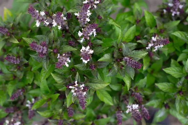 Çiçekli yeşil fesleğen. Bahçede fesleğen çiçekleri var. Taze baharatlar yetişiyor. Aromatik bitkiler. Ocimum bazilika Sihirli Mavi.