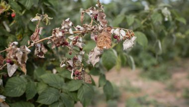 Bahçedeki kuraklıktan dolayı kuru bitkiler. Güneşli bir günde kurumuş bir ahududu çalısı. Bitki susuzluktan kurudu. Küresel ısınma ve güçlü ısı kavramı.