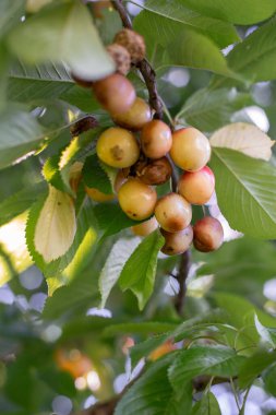 Bozuk böğürtlen ya da meyve. Meyve bahçesindeki ağaçta kiraz küfü. Bozulmuş dut. Ağaç hastalıkları. Bahçıvanlık sorunları.